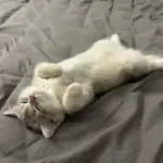 Chat qui dort