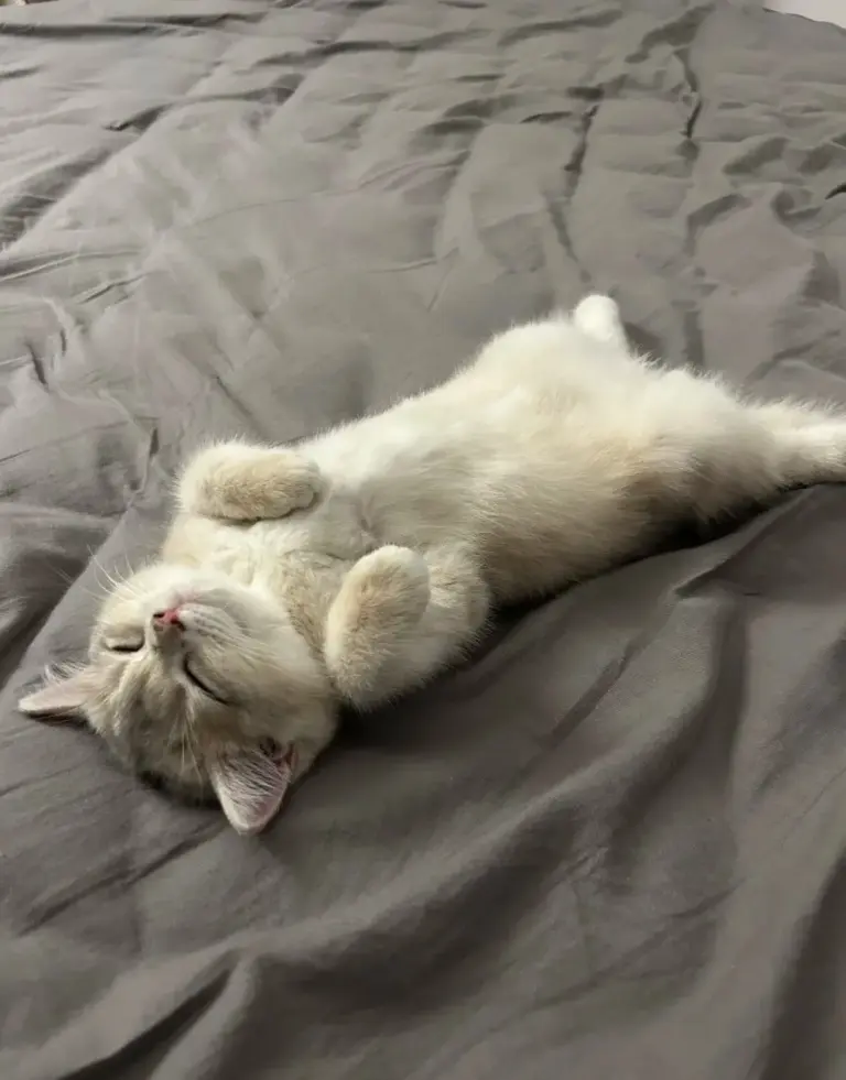 Chat qui dort
