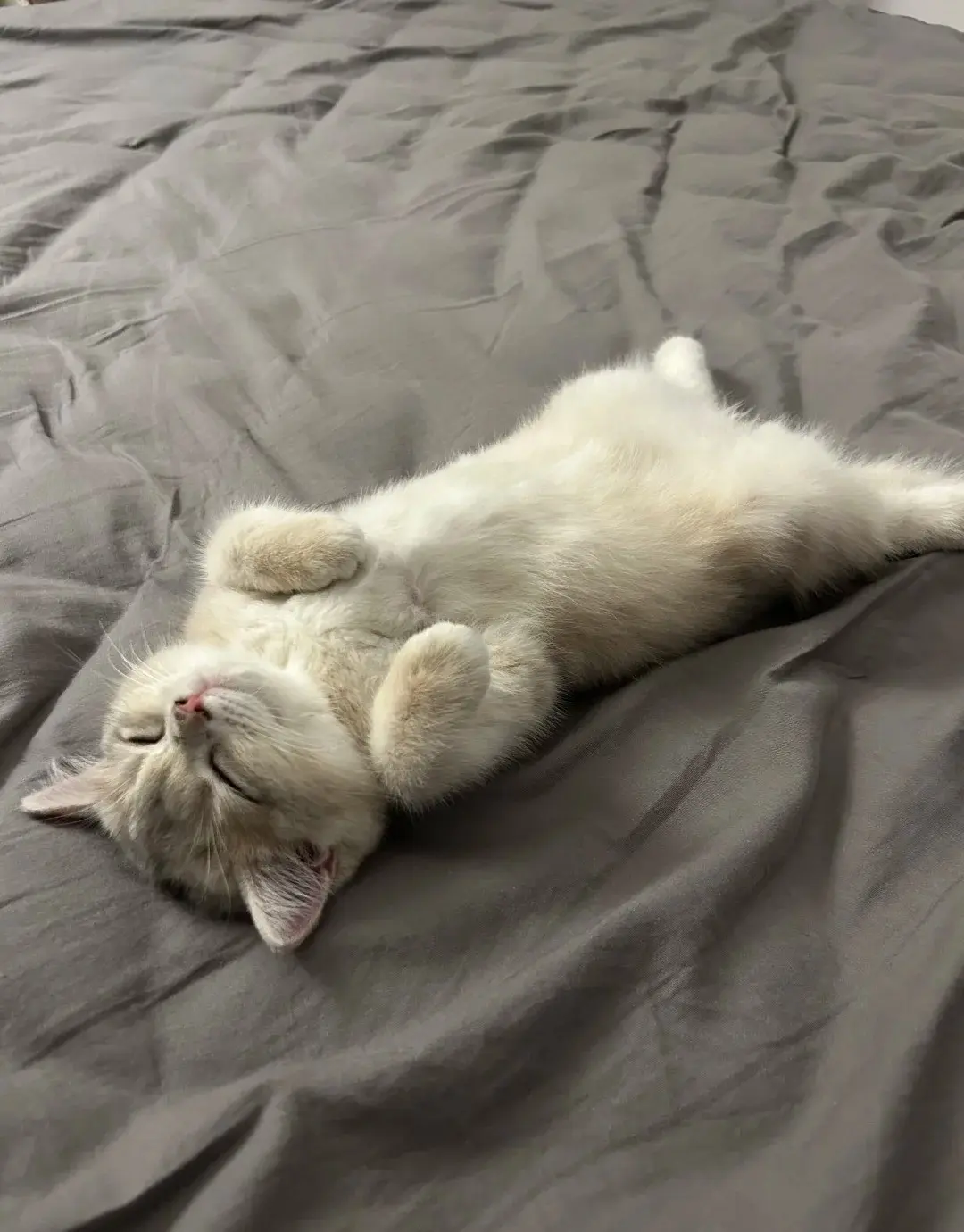 Chat qui dort