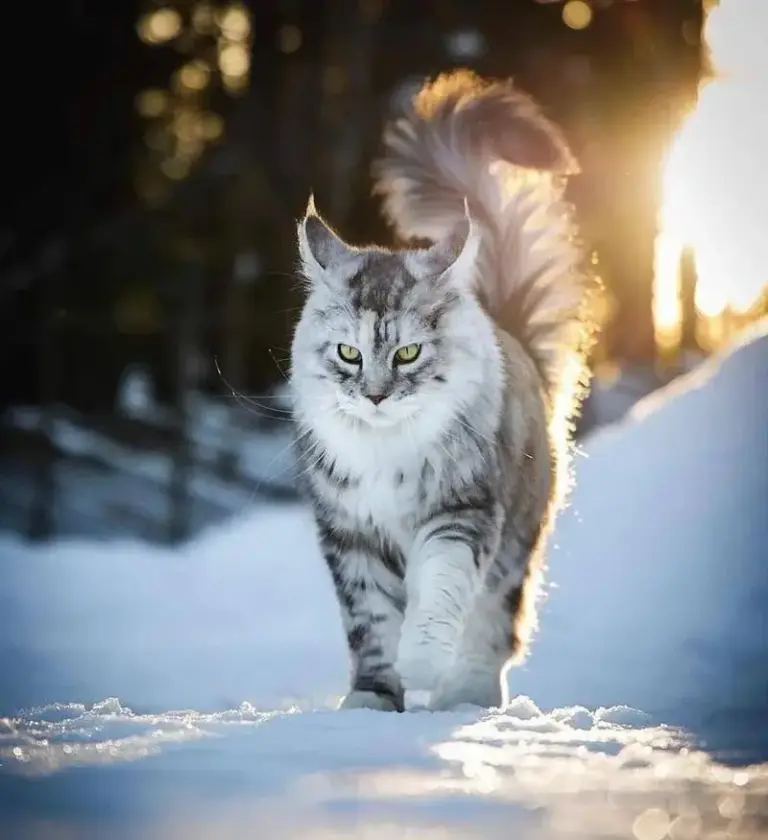 Chat