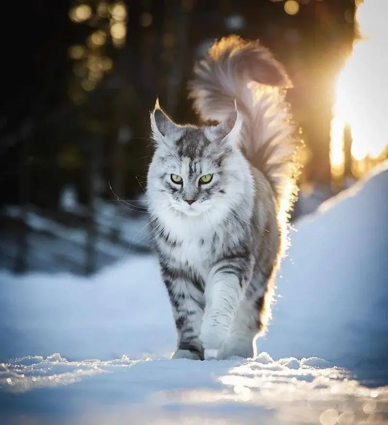 Chat
