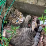 Chat