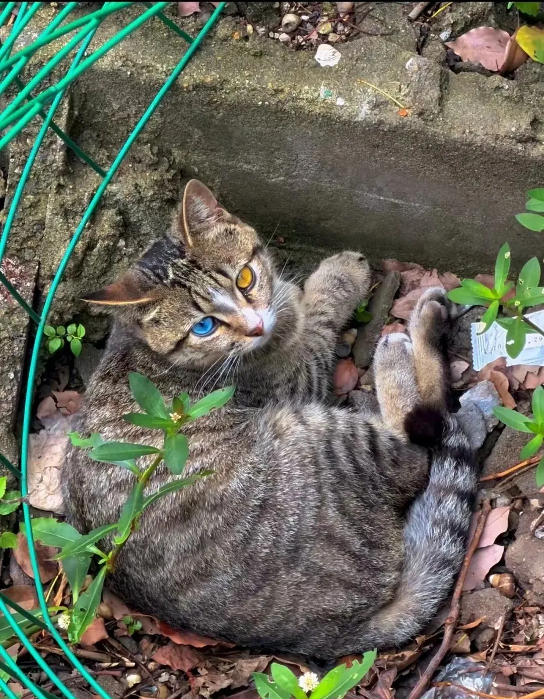 Chat