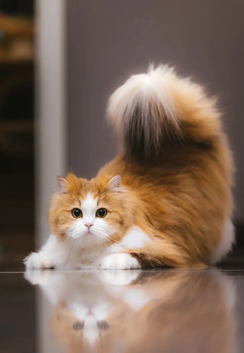 Chat