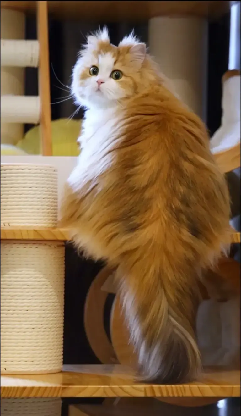 Chat