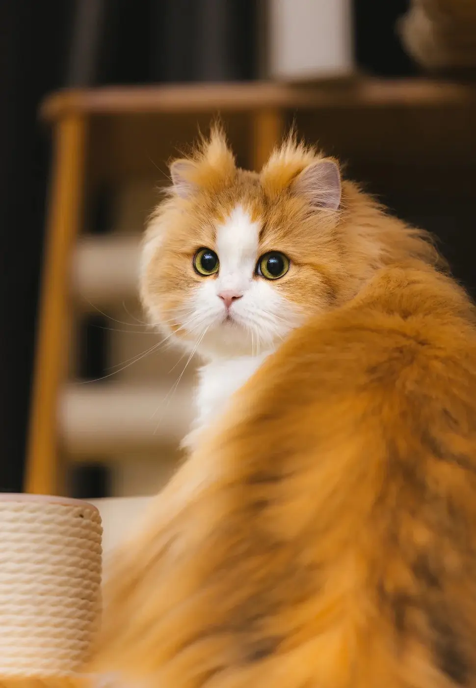 Chat