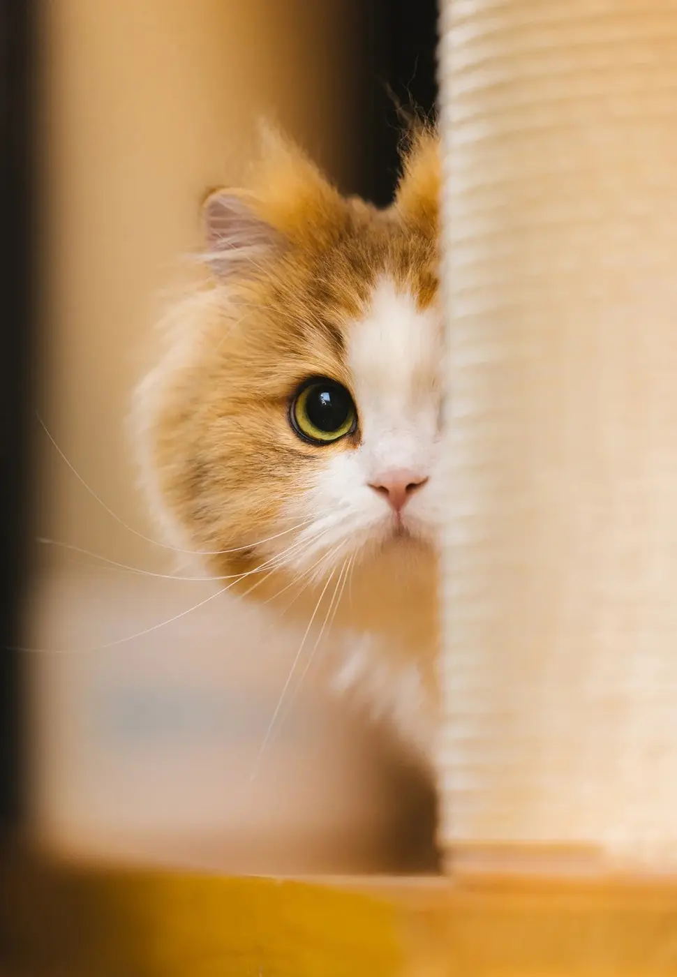 Chat