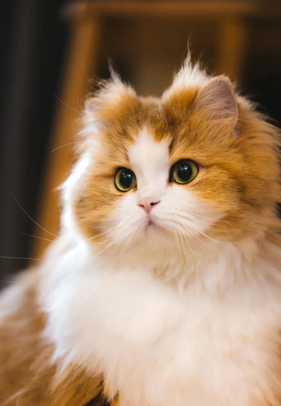 Chat
