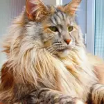 Chat de race Maine Coon