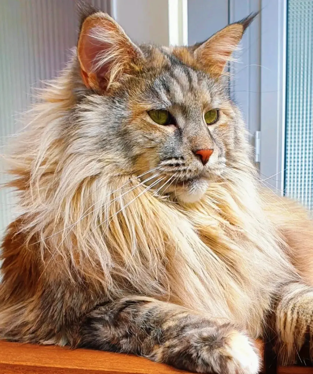 Chat de race Maine Coon