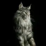 Chat de race Maine Coon