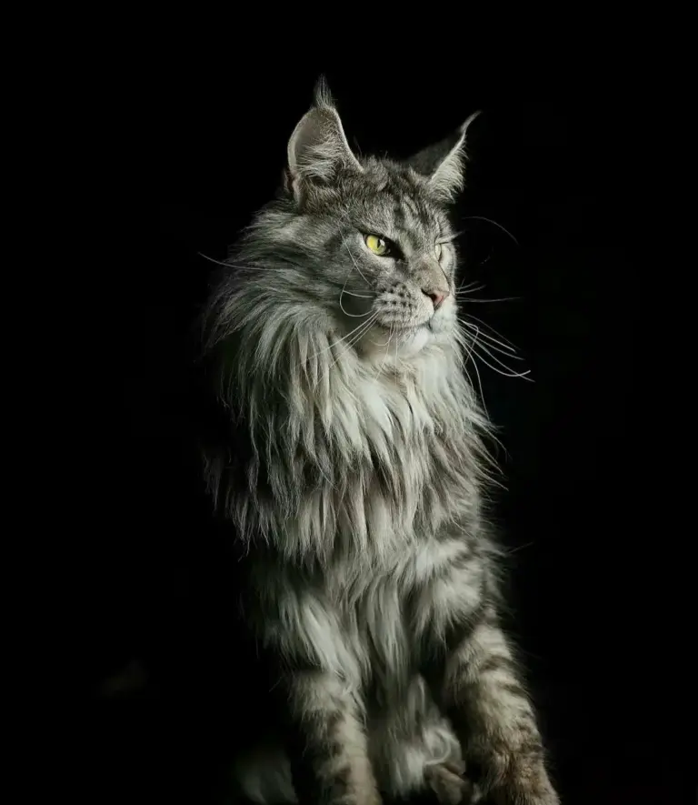 Chat de race Maine Coon
