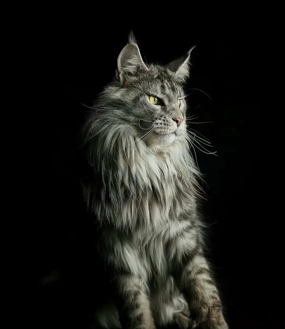 Chat de race Maine Coon
