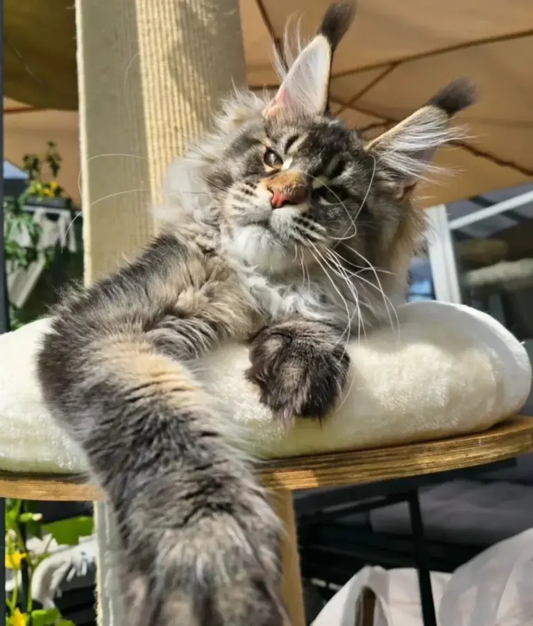 Chat de race Maine Coon