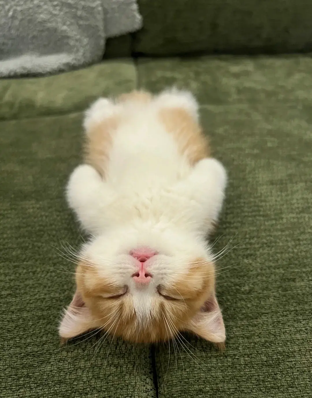 Chat qui dort