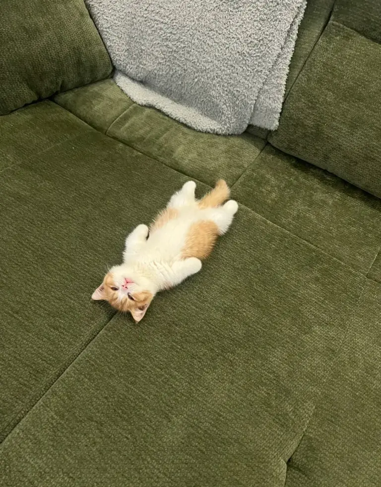 Chat qui dort