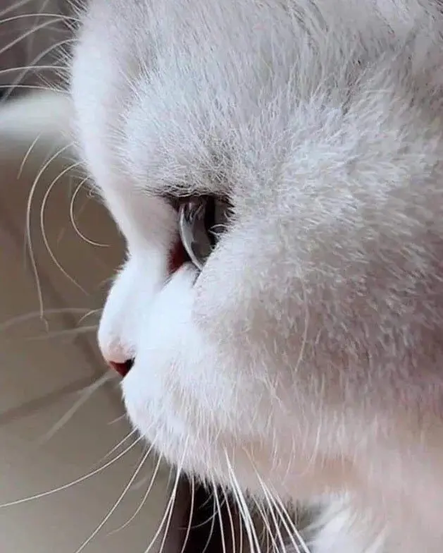 Chat qui joue