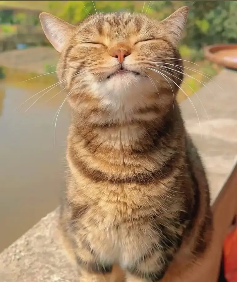 Chat qui joue