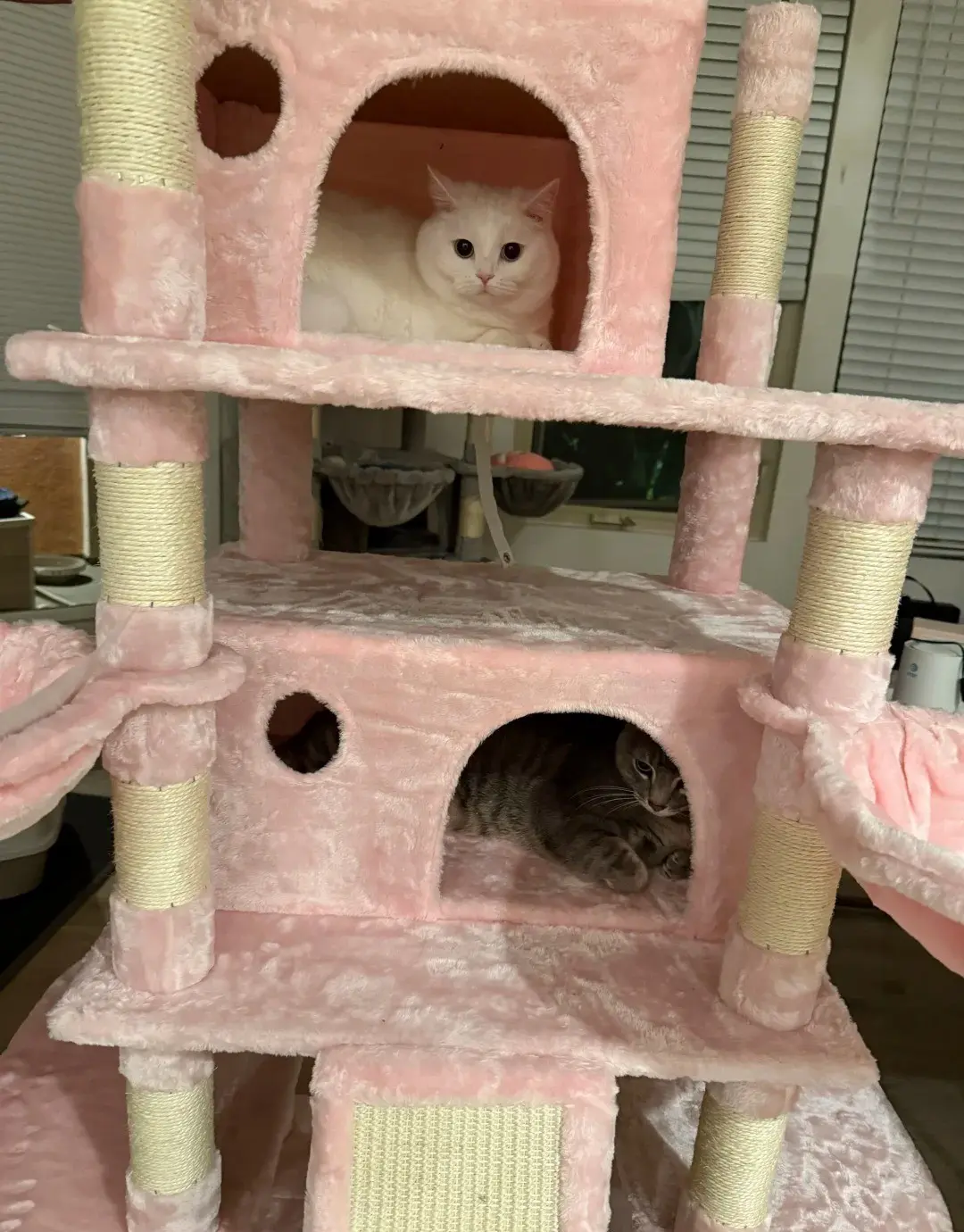Chat sur un arbre à chat