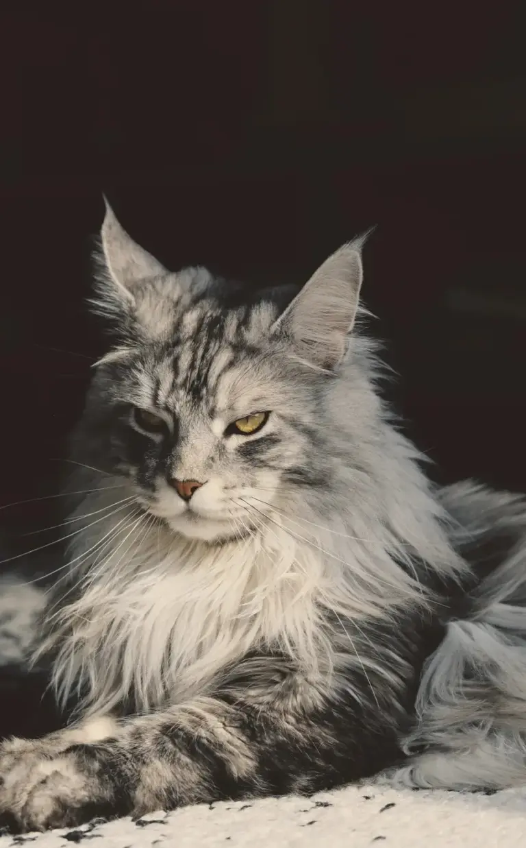 Chat de race Maine Coon
