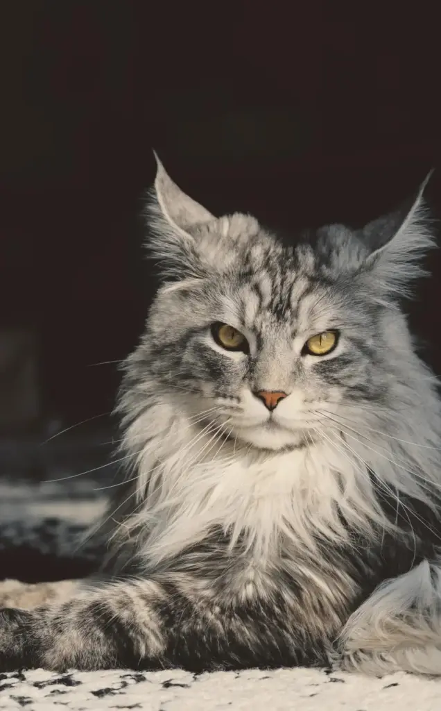 Chat de race Maine Coon