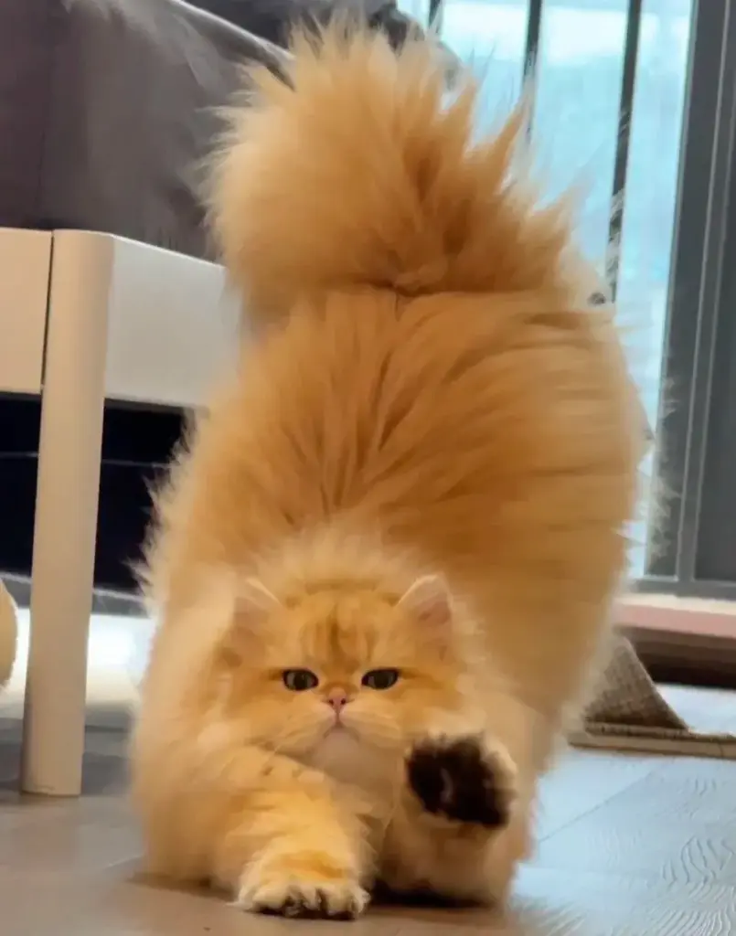 Chat