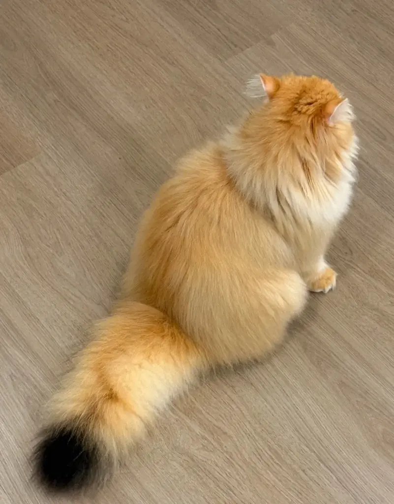 Chat