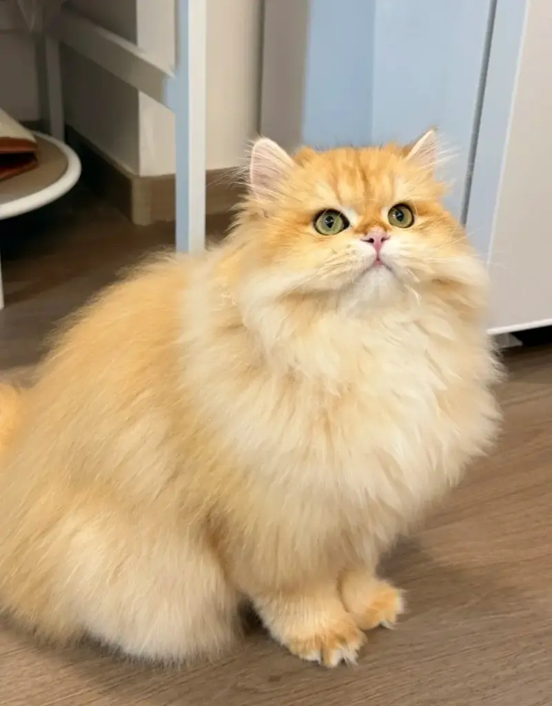 Chat