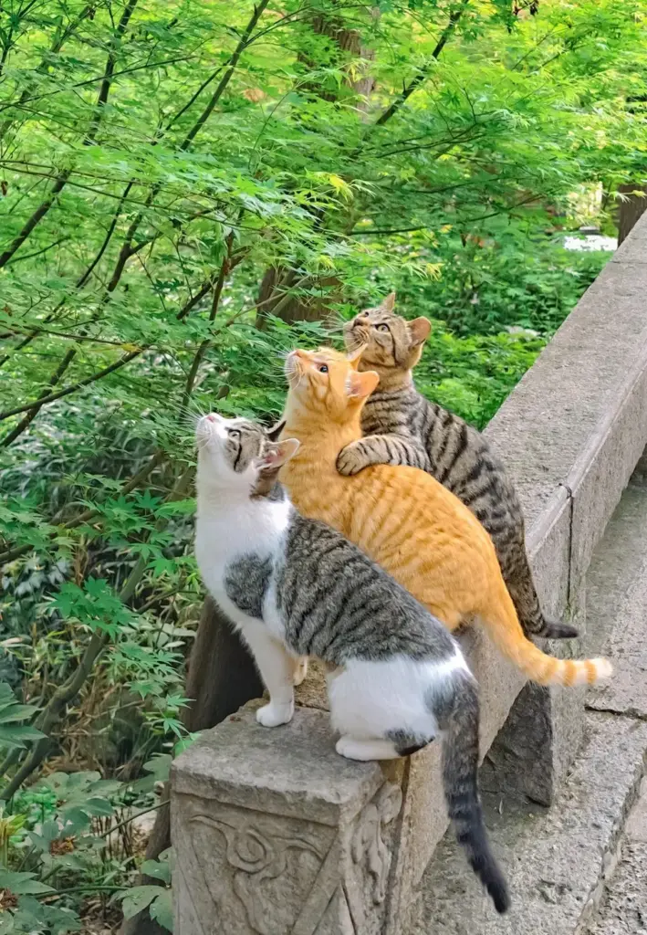 Chat