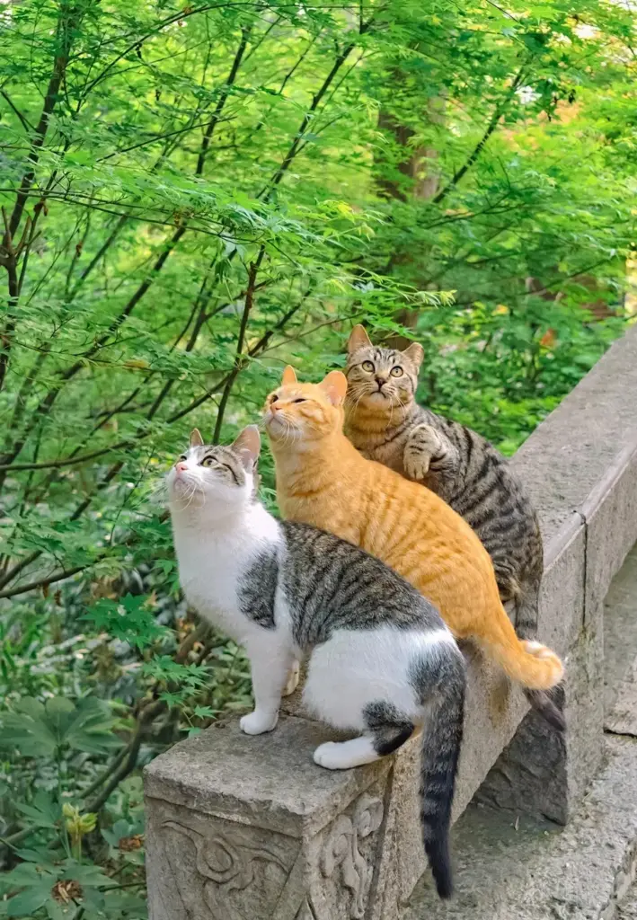 Chat
