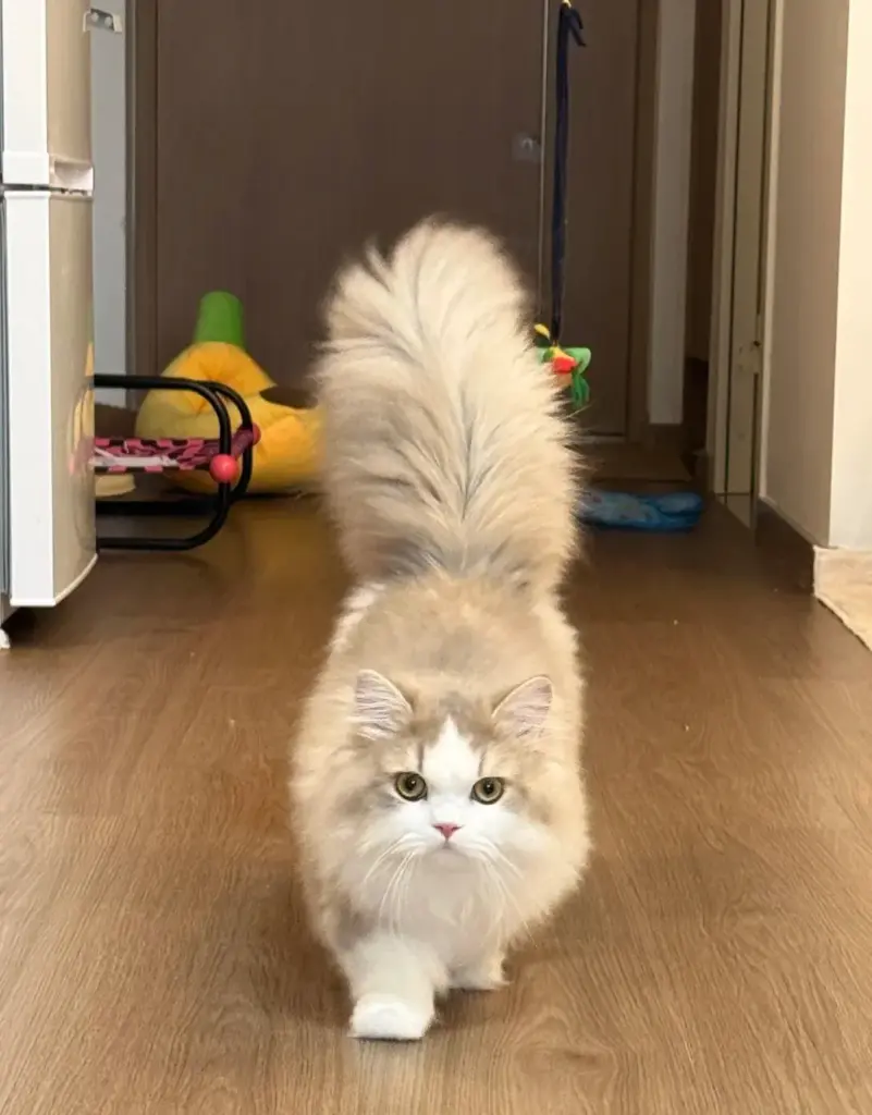 Chat et son alimentation
