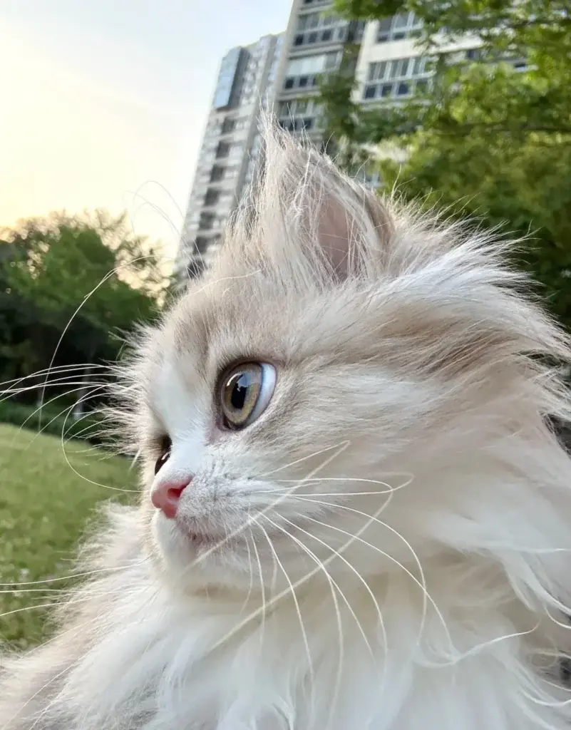Chat