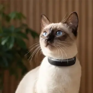 Traceur GPS Tractive porté au collier par un chat