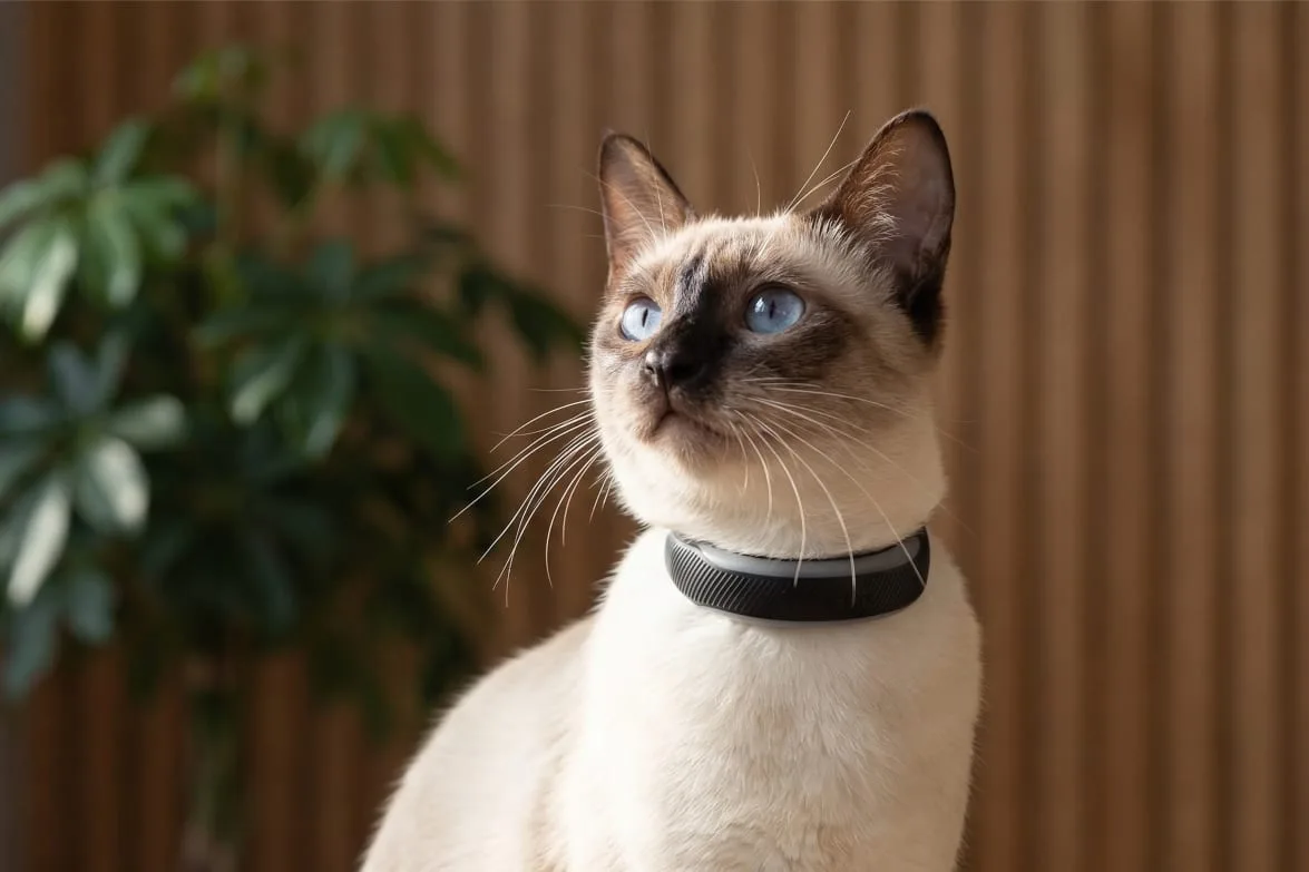 Traceur GPS Tractive porté au collier par un chat